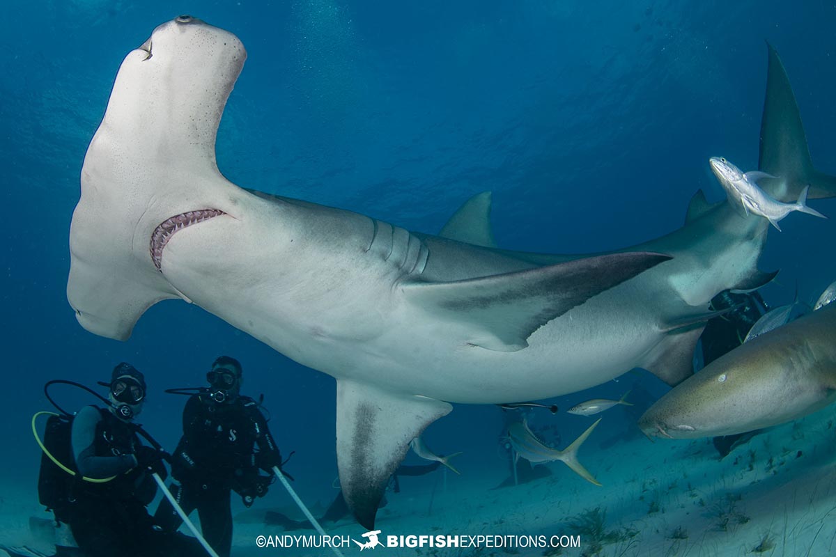 Great Hammerhead Shark diving at Bimini Island, Bahamas.