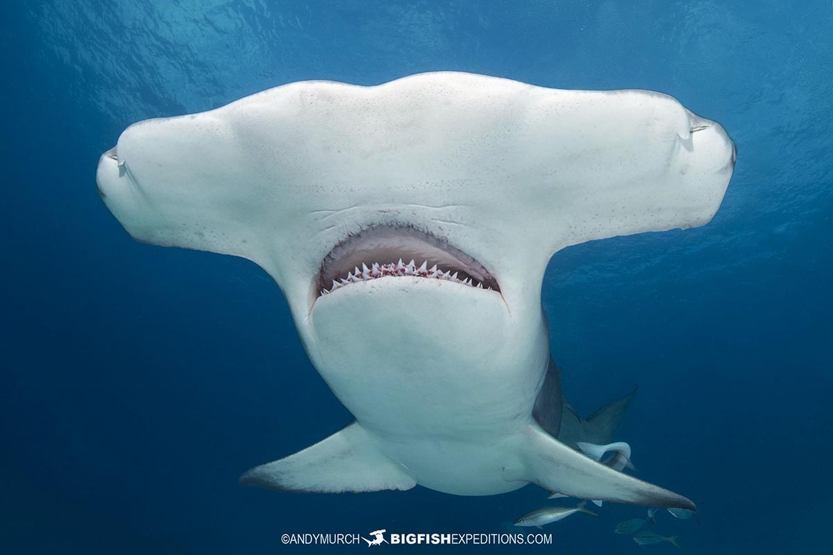 Great Hammerhead Shark diving at Bimini Island, Bahamas.