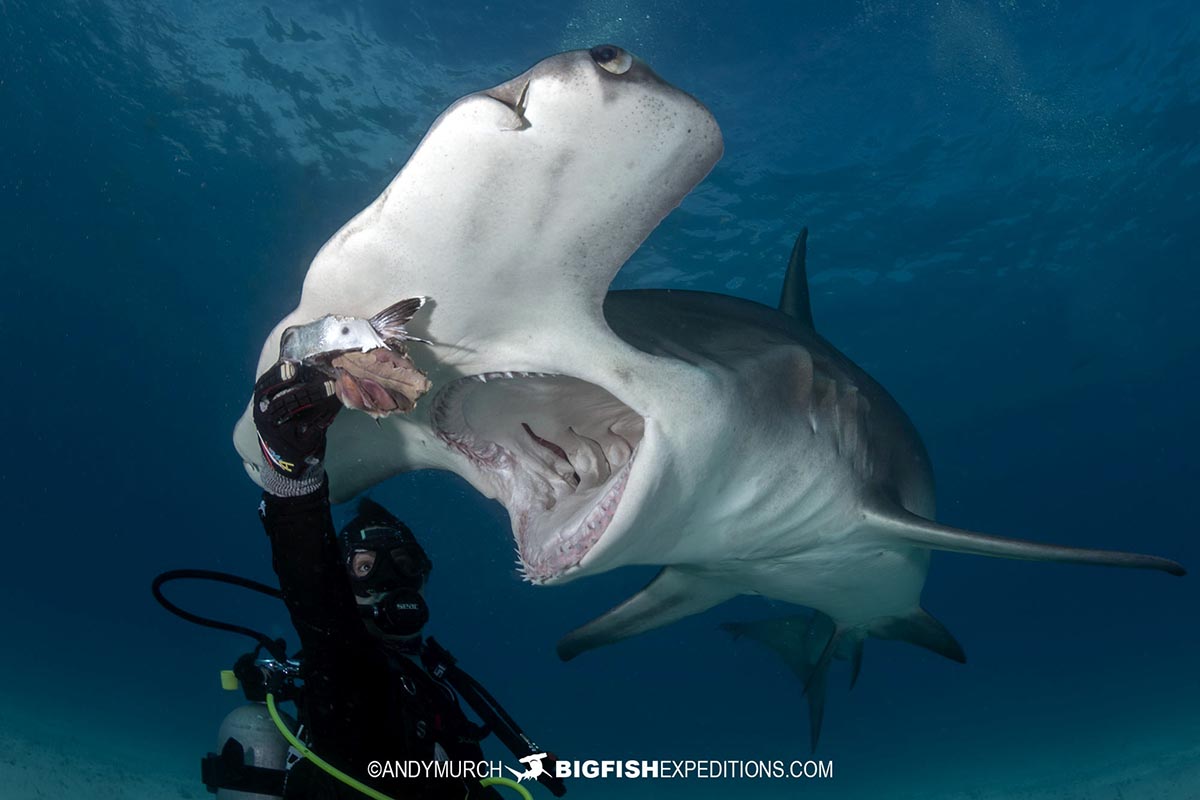 Great Hammerhead Shark diving at Bimini Island, Bahamas.