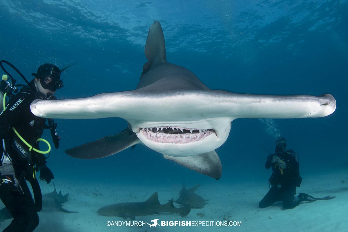 Diving with great hammerhead sharks.