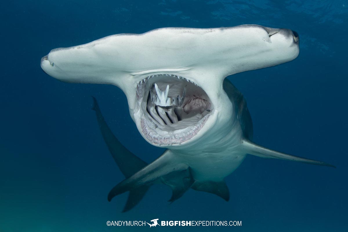 Diving with great hammerhead sharks.