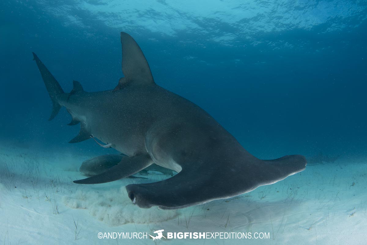 Diving with great hammerhead sharks.