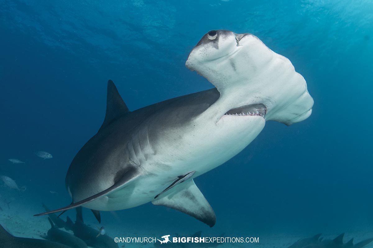 Diving with great hammerhead sharks.