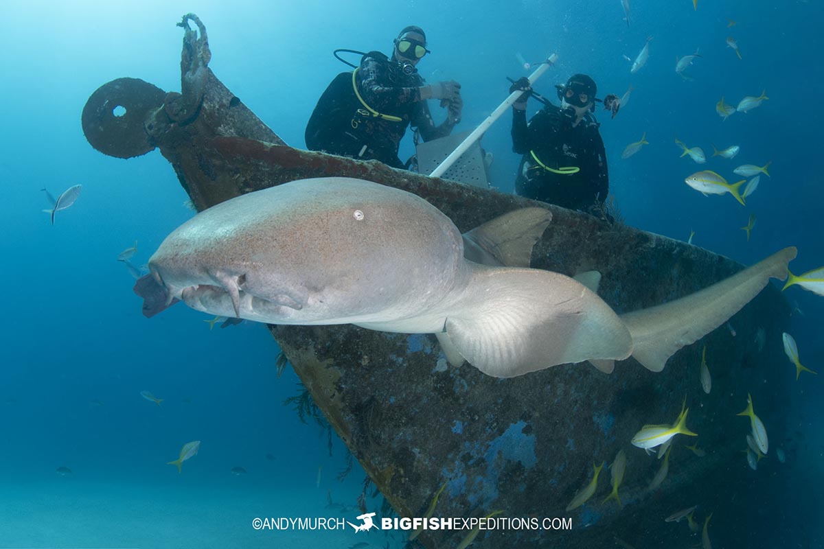 Diving with nurse sharks on a wreck in Bimini, Bahamas.