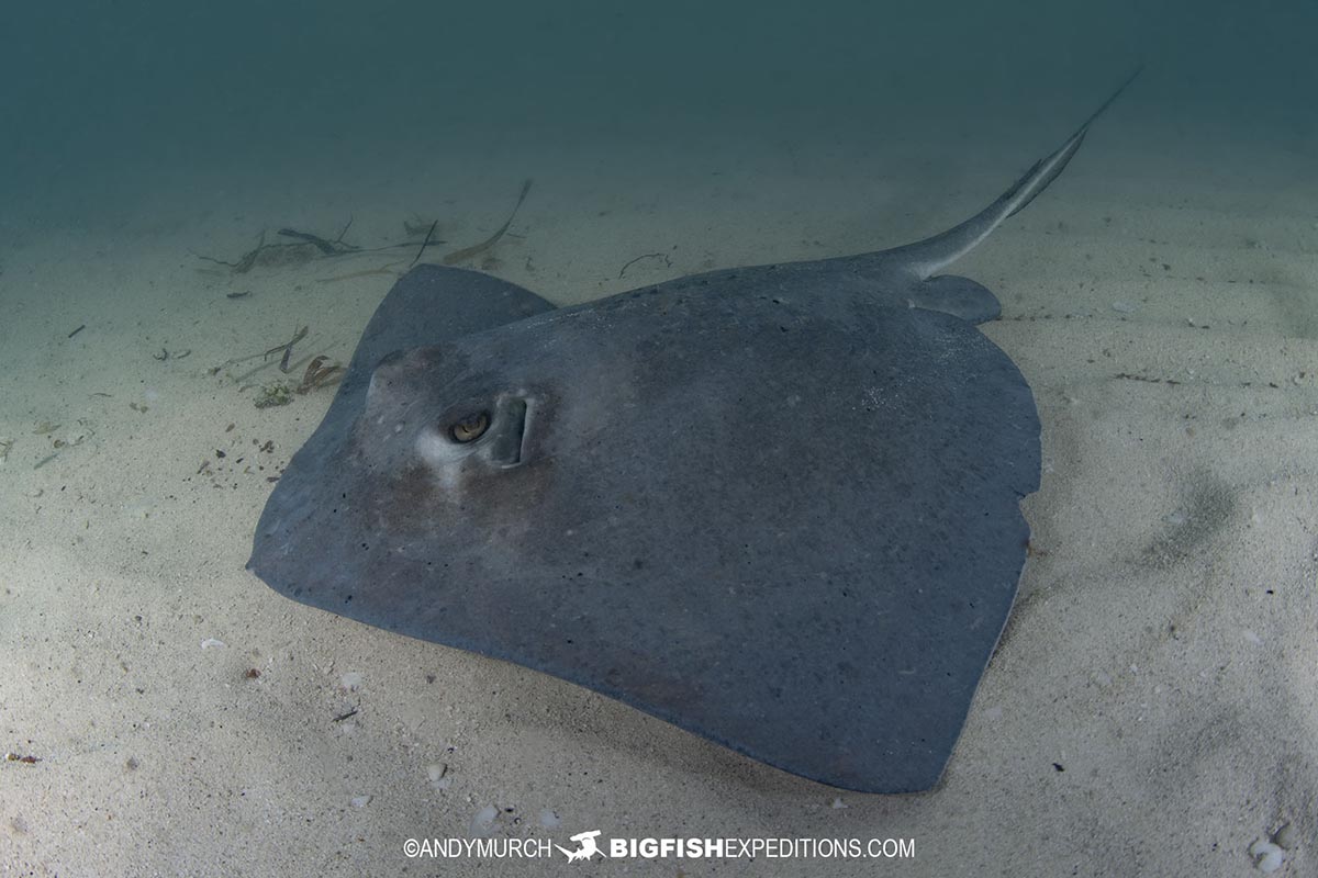 Southern stingray feed in Bimini.