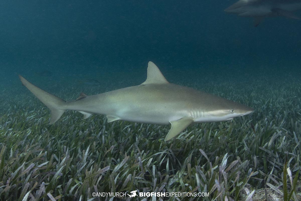 Blacknose Shark diving at Bimini Island, Bahamas.