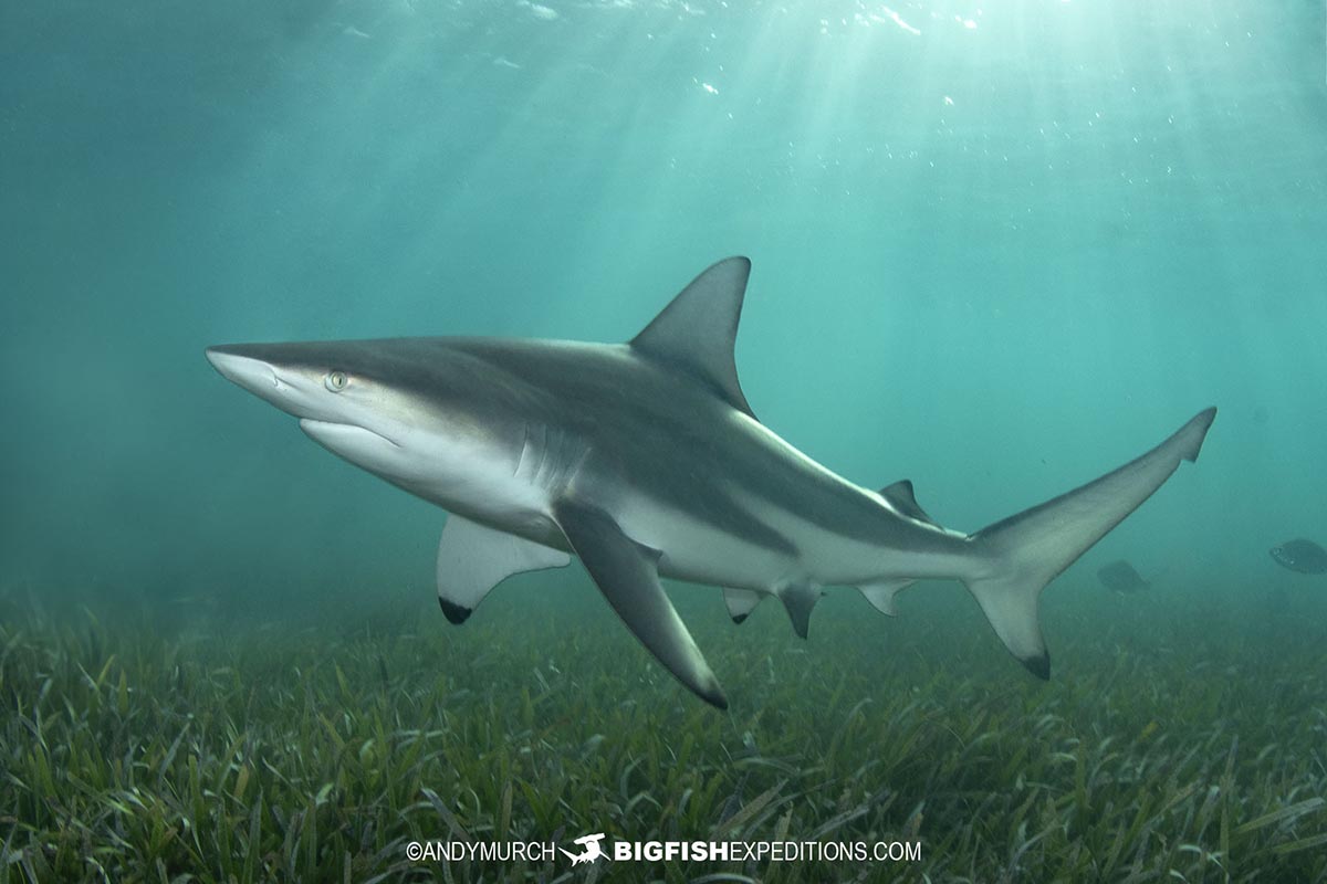 Blacktip Shark diving at Bimini Island, Bahamas.