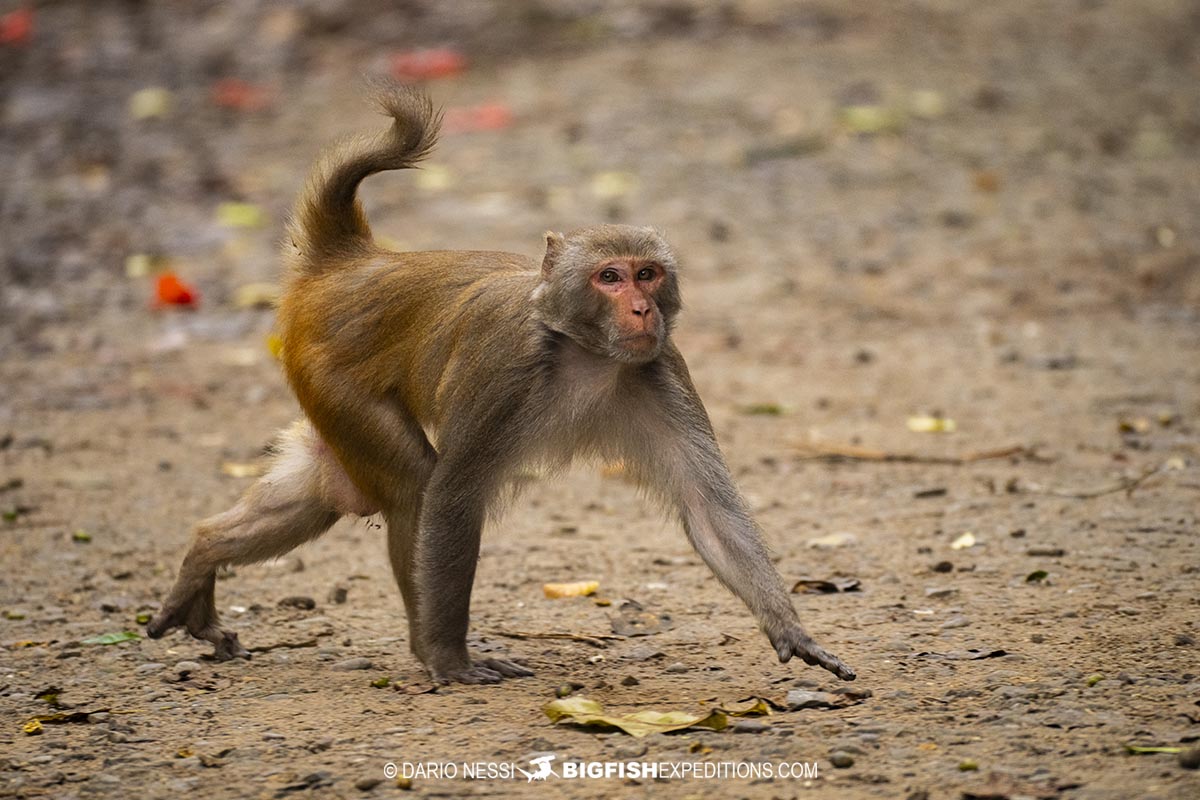 Assamese Macaque.