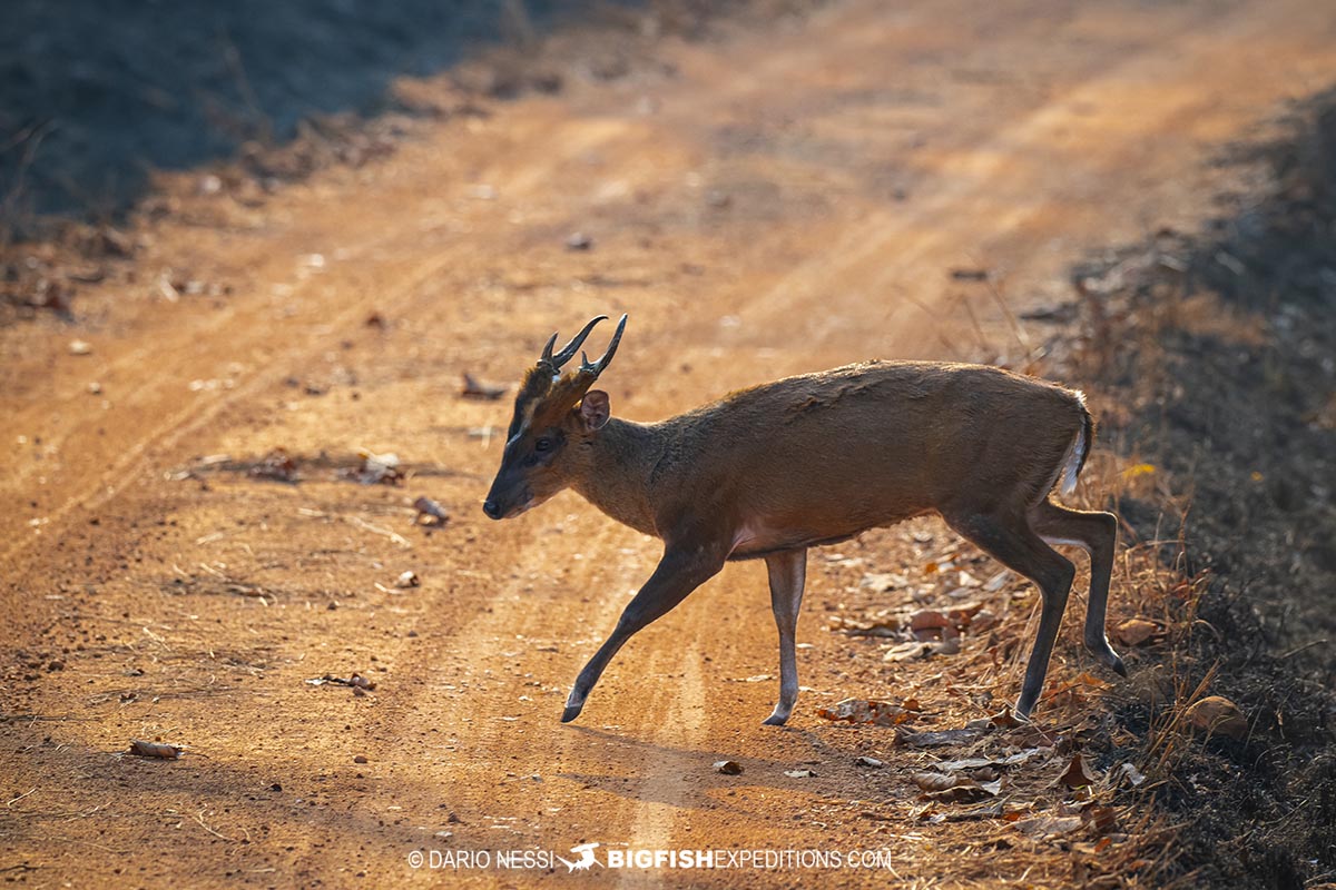 Barking deer or muntjac in Tadoba tiger park.