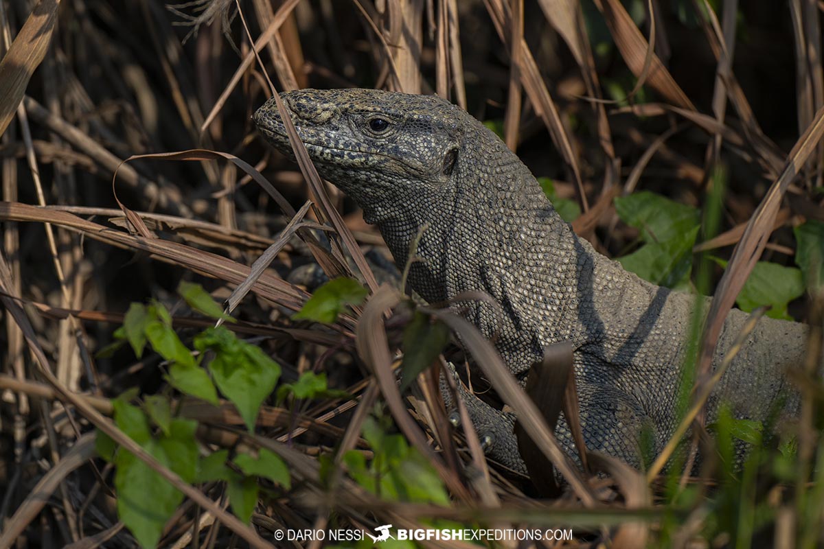 Bengal monitor lizard on a rhino and tiger photography tour in Kaziranga.