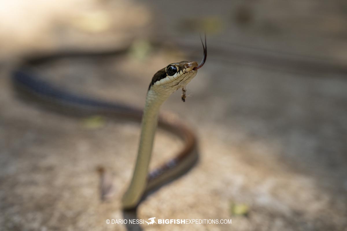 bronze-back tree snake in Kazaranga.