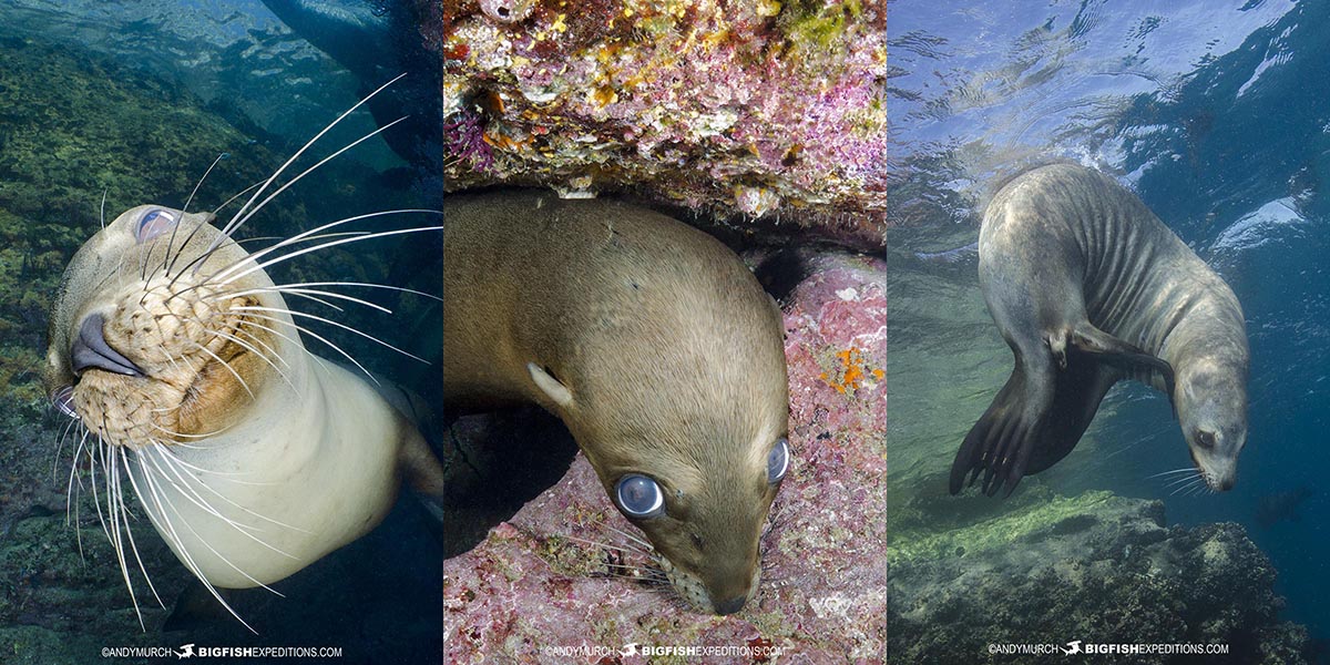 Swimming with sea lions in the sea of cortez.