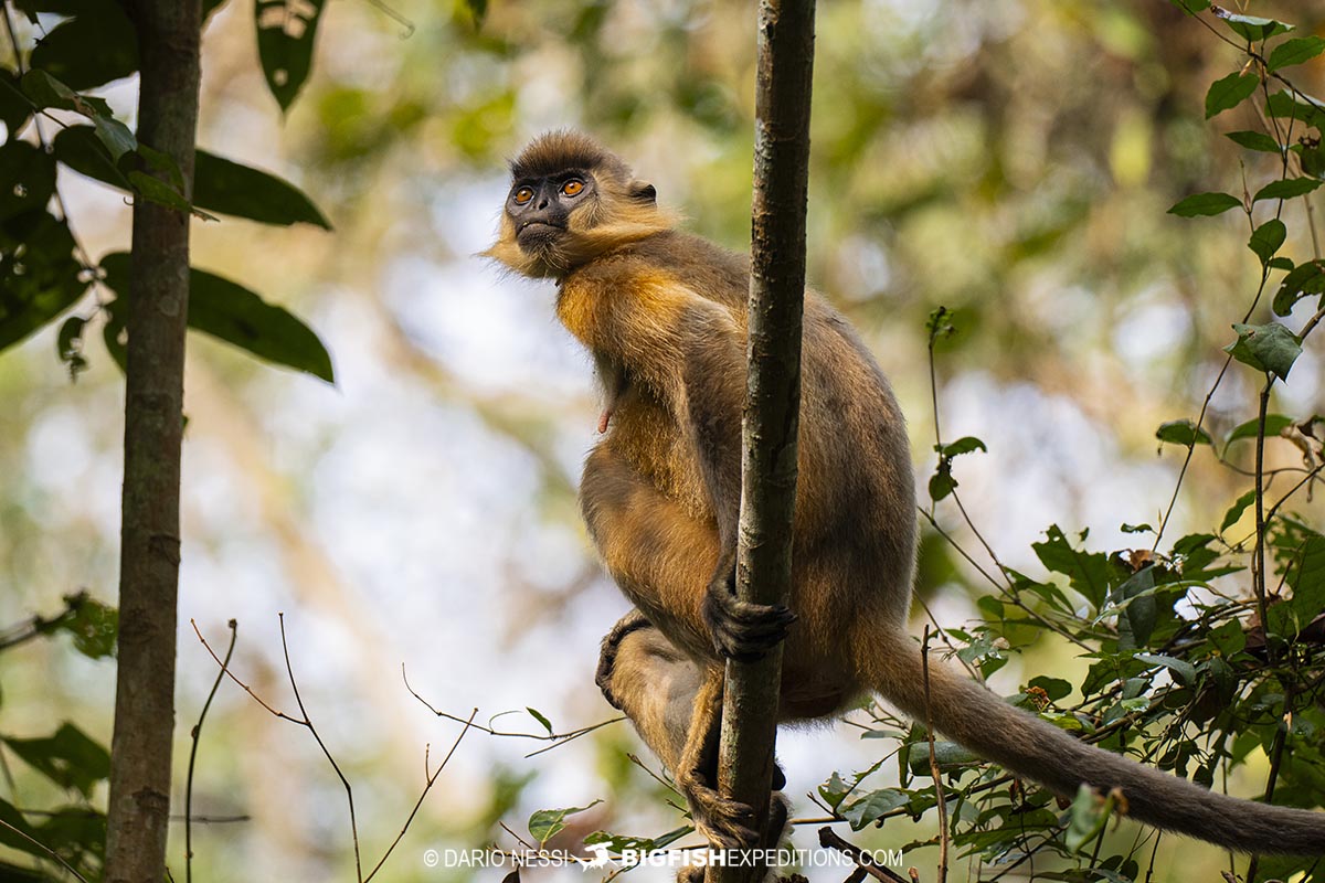 Capped Langur in Kaziranga