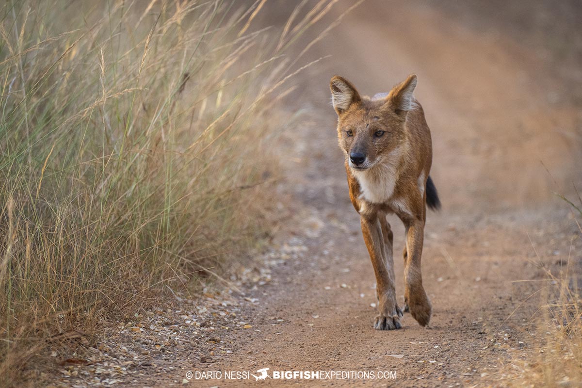 Dhole (Asiatic wild dog) in Tadoba National Park.