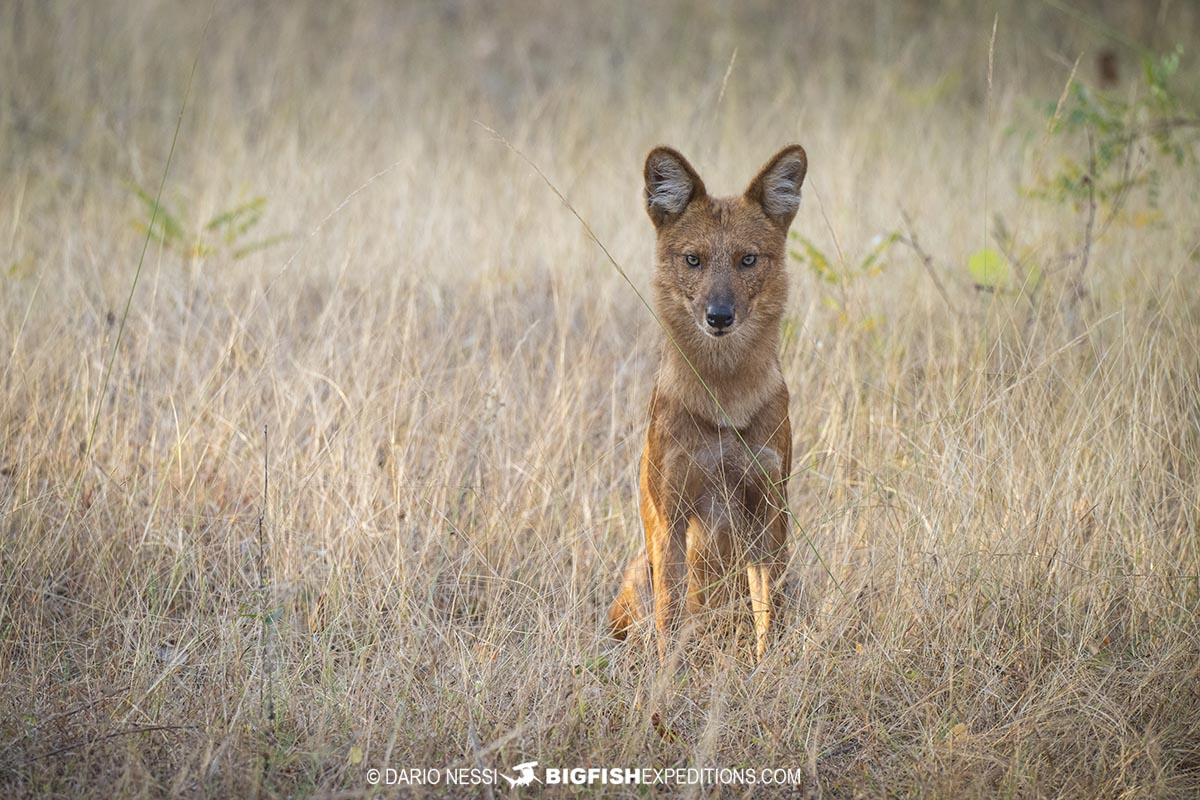 Dhole (Asiatic wild dog) in Tadoba National Park.