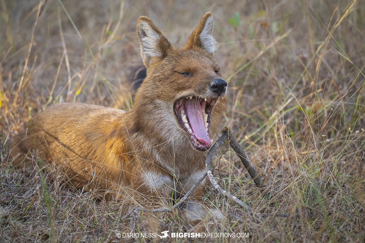 Dhole (Asiatic wild dog) in Tadoba National Park.