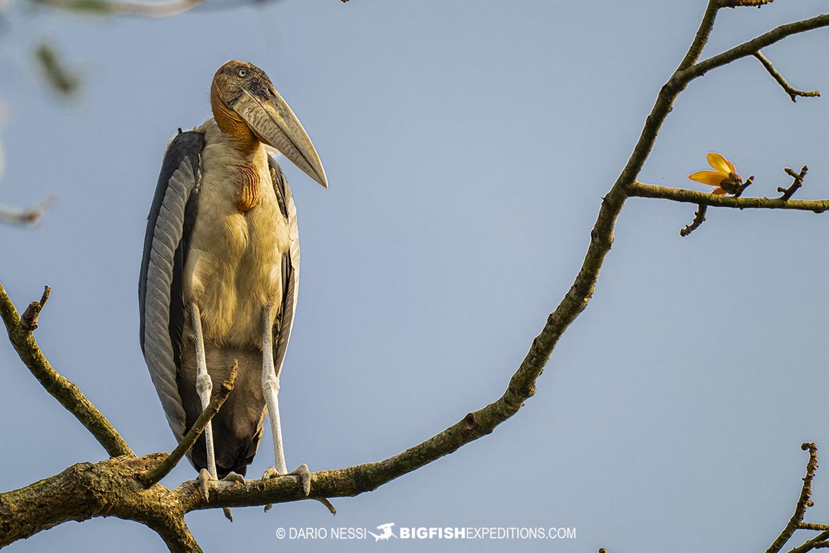 Bird watching and rhino photography tour in Kaziranga National Park, India.