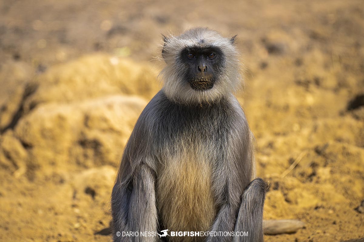 Grey Langur in Tadoba during a Tiger Photography Tour.