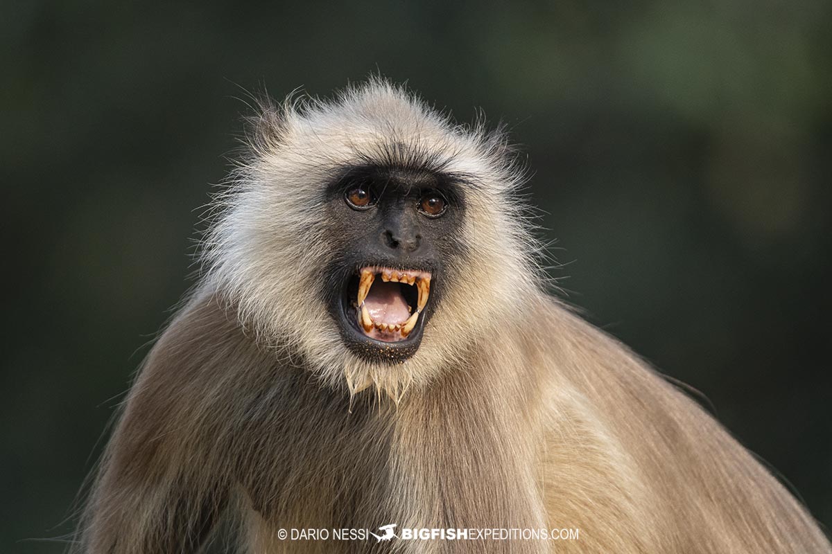 Grey Langur in Tadoba during a Tiger Photography Tour.