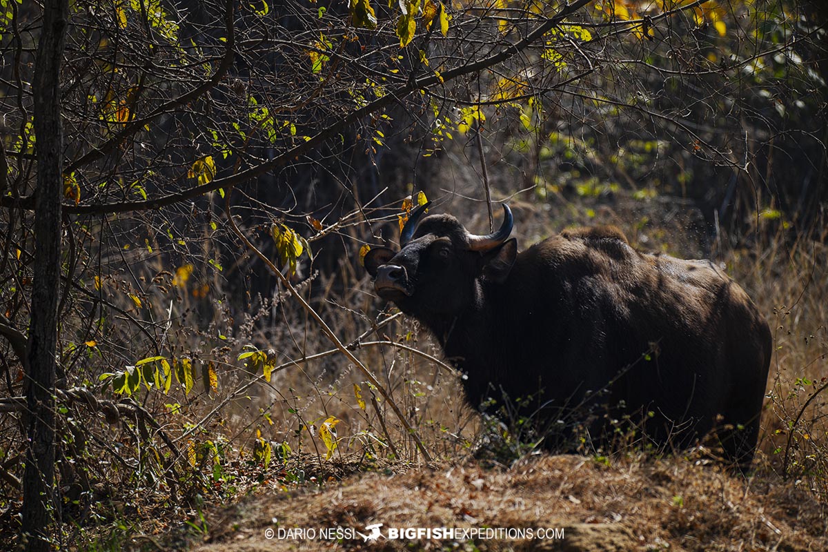 Indian Gaur aka Bison in Tadoba.