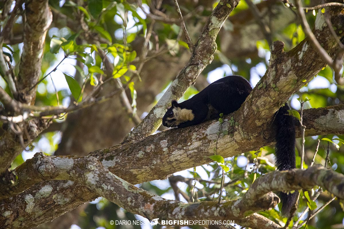 Malayan giant sqirrel in Kaziranga rhino park.