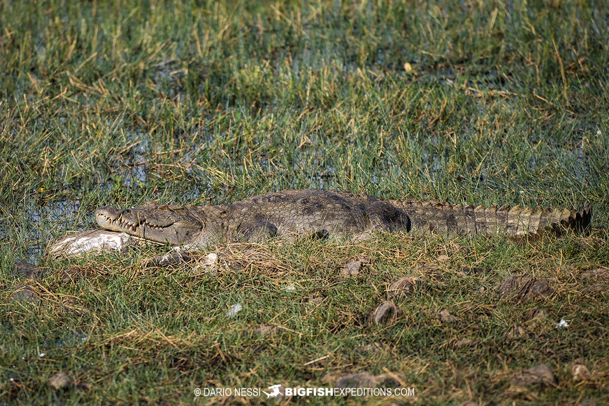 Mugger Crocodile photography tour in Kaziranga.