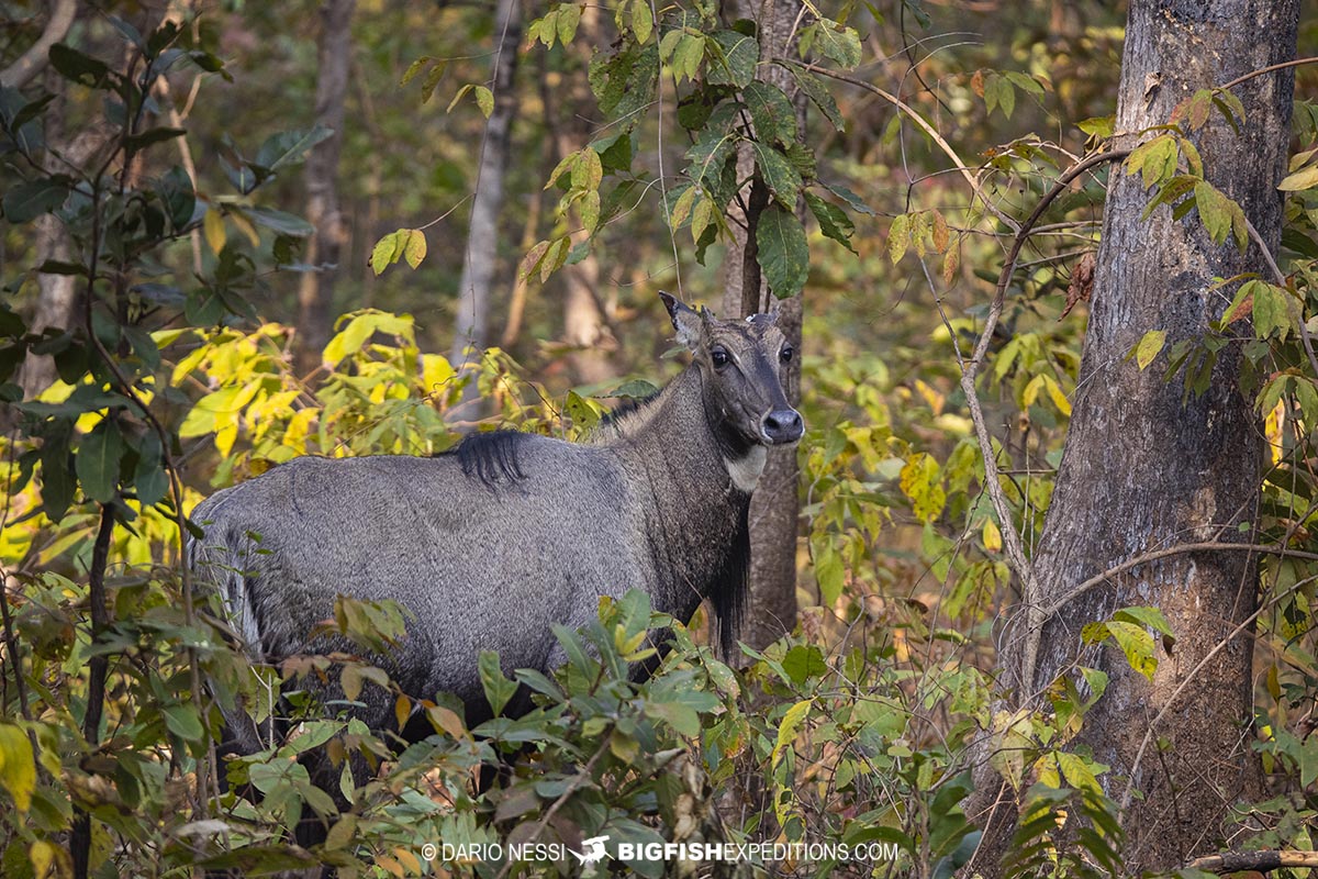 Nilgai Antelope in Tadoba during a Tiger Photography Tour.