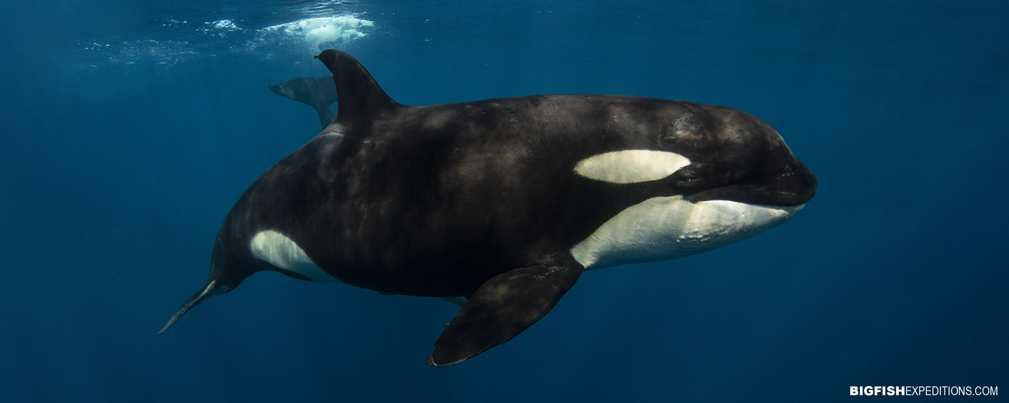 Swim with orcas in Mexico.