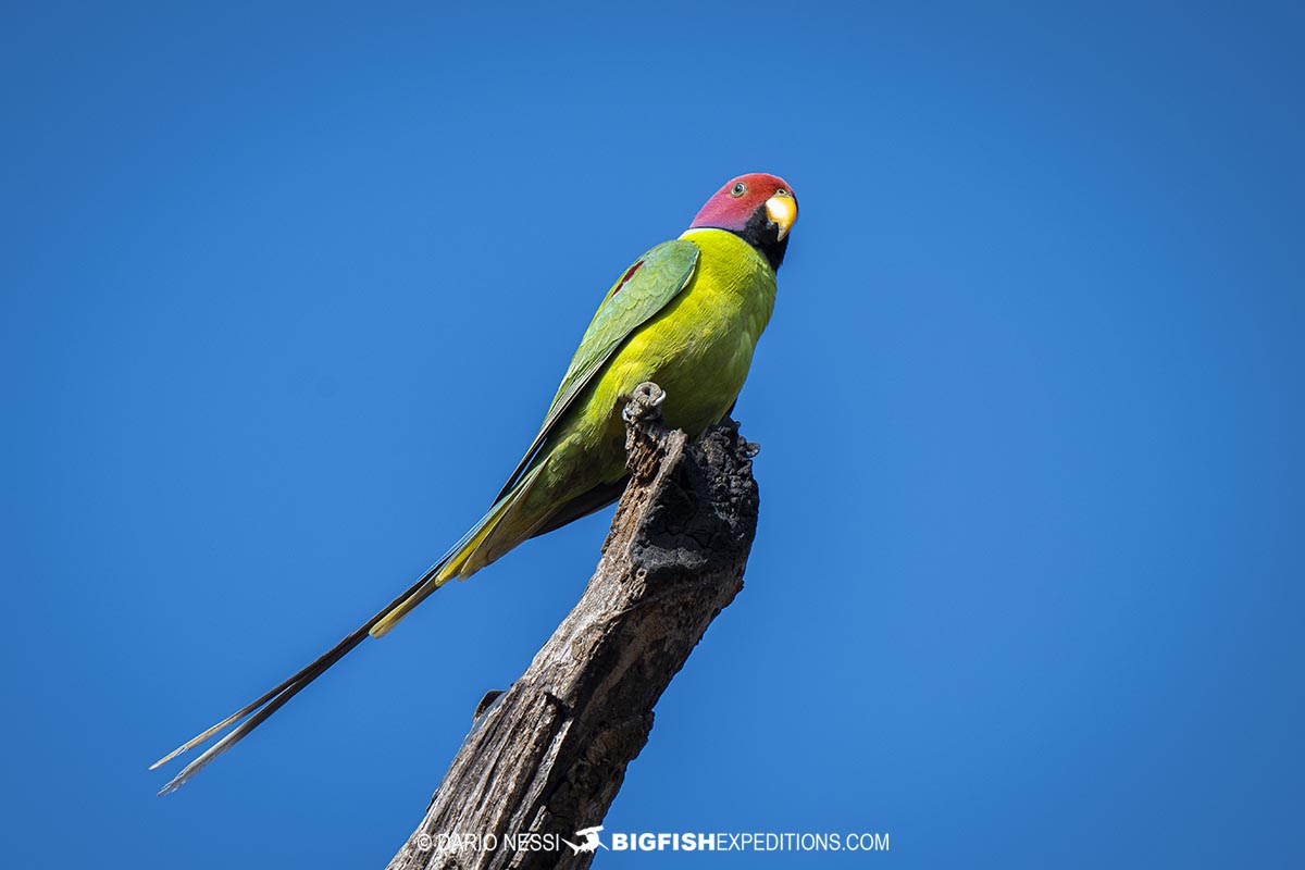 Bird watching and rhino photography tour in Kaziranga National Park, India.