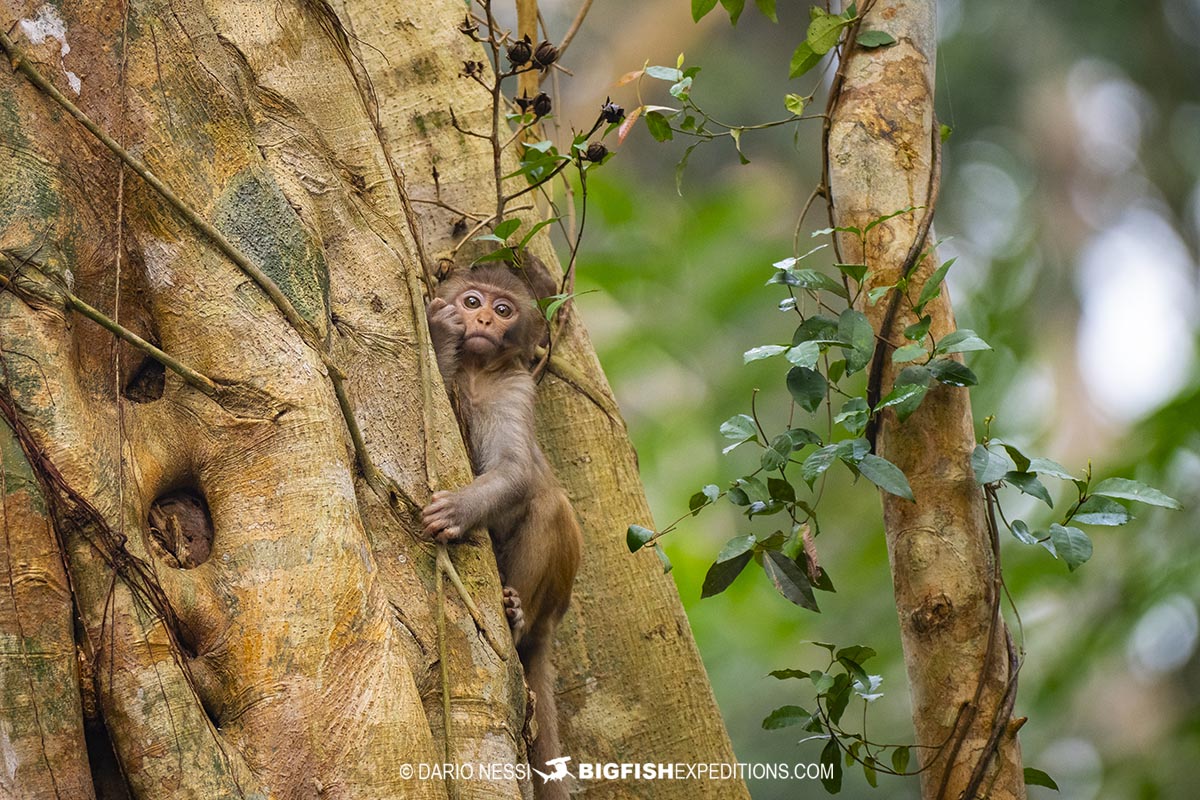 Rhesus Macaque.