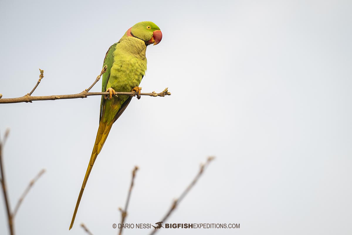 Bird watching and rhino photography tour in Kaziranga National Park, India.