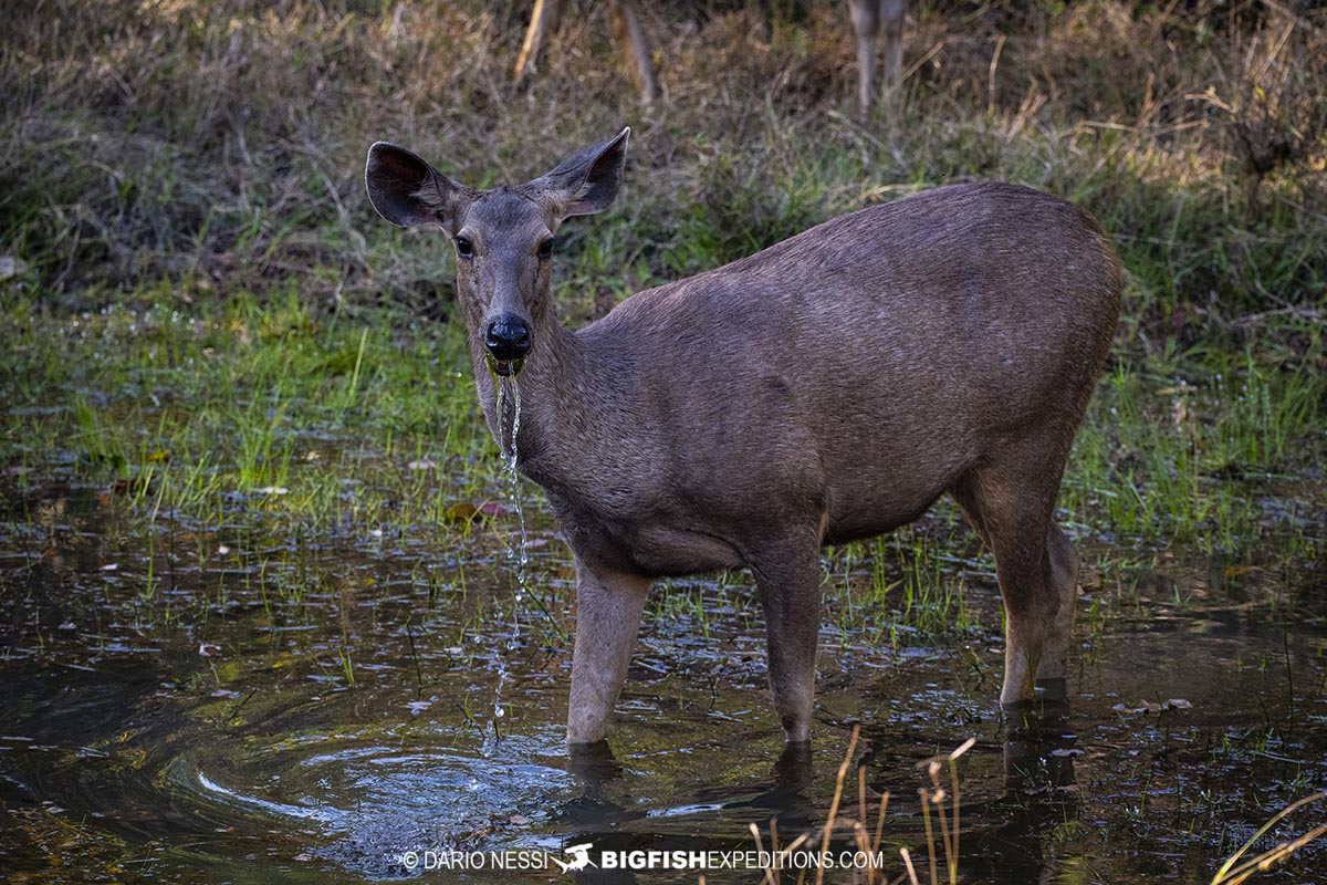 Sambar Deer in Tadoba during a Tiger Photography Tour.