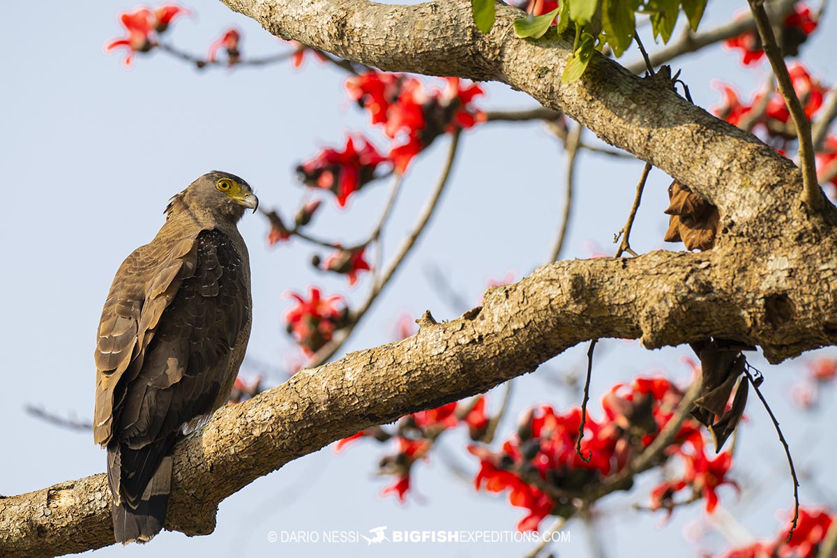 Bird watching and rhino photography tour in Kaziranga National Park, India.