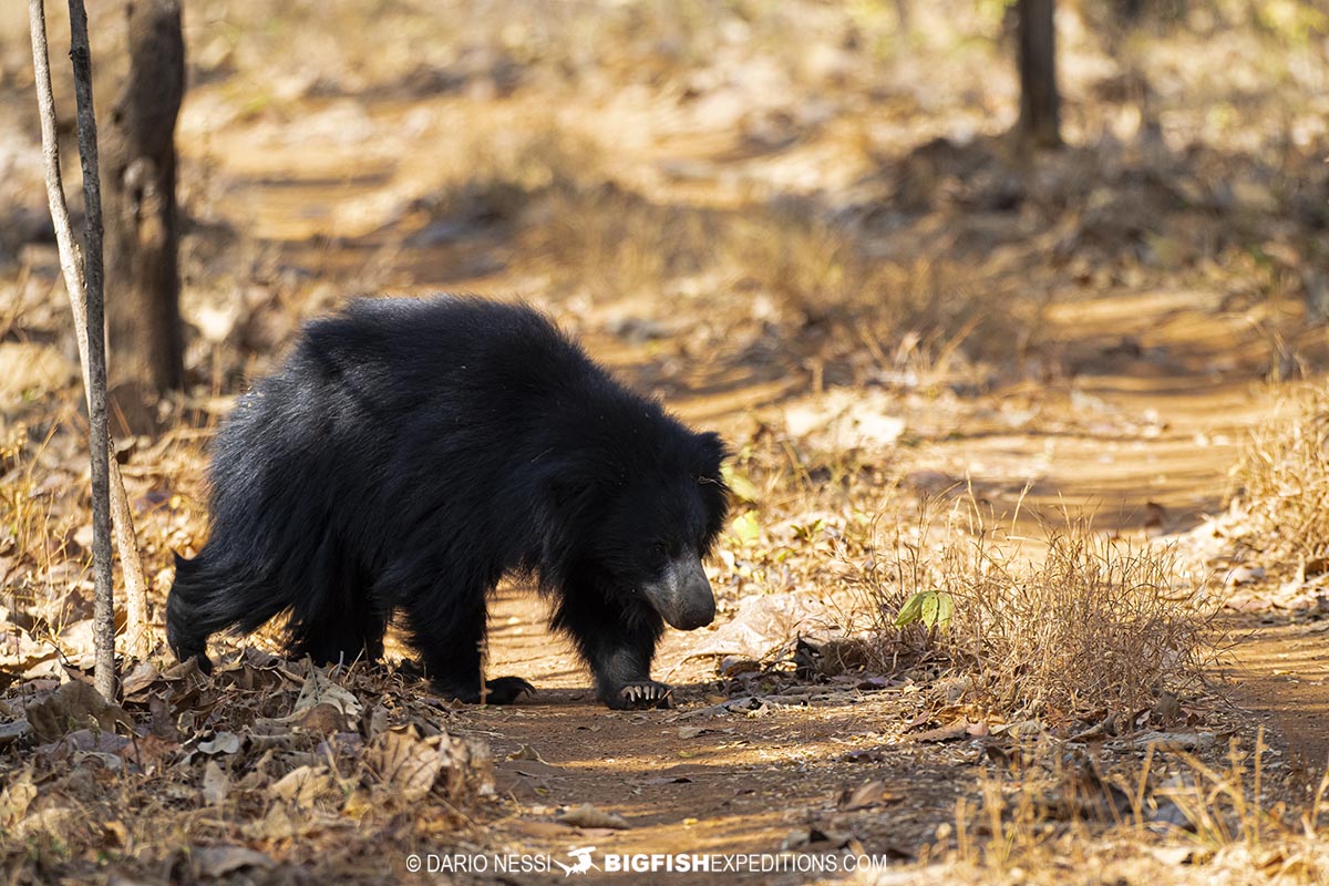 Sloth bear in Tadoba National Park.