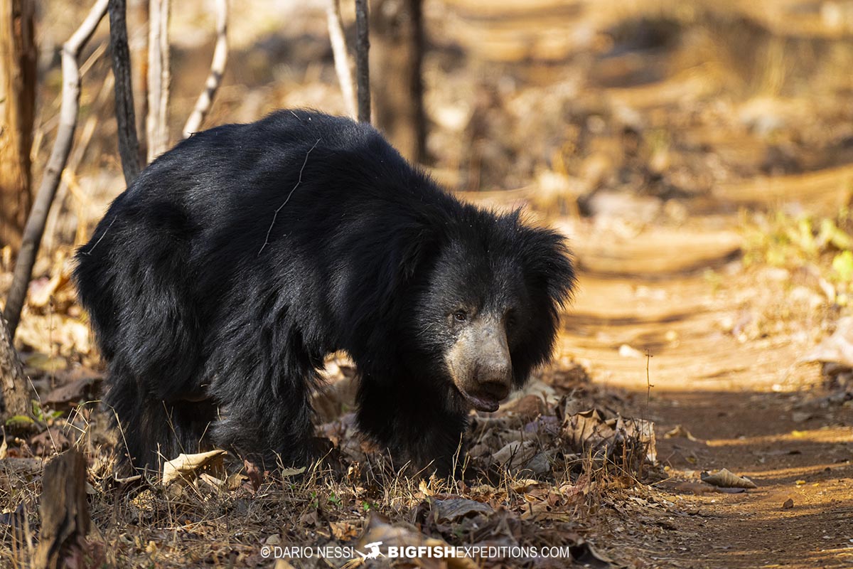 Sloth bear in Tadoba National Park.