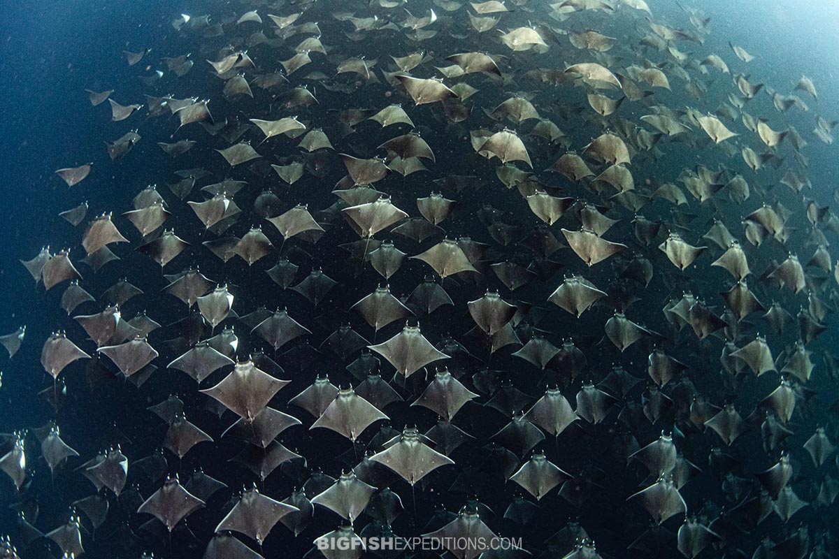 Snorkeling with mobula rays.