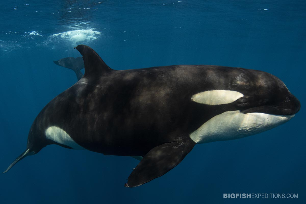 Swim with orcas.