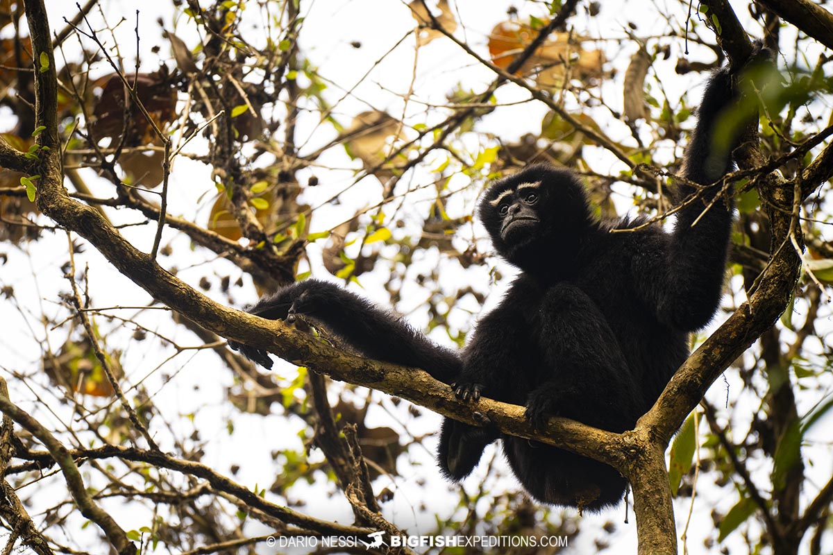 Western Hoolock Gibbon near Kaziranga. Primate photography tour.