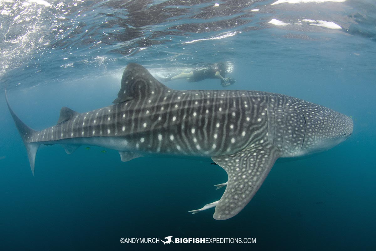 Swim with whale sharks.