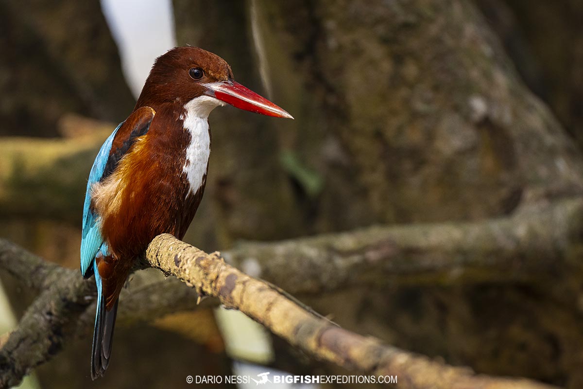 Bird watching and rhino photography tour in Kaziranga National Park, India.