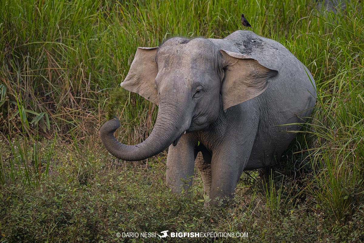 Indian elephant in Kaziranga. Tiger Photography Tour.