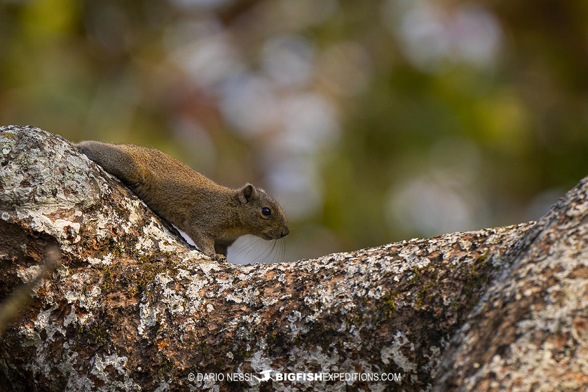 Assamese Pygmy Squirrel.