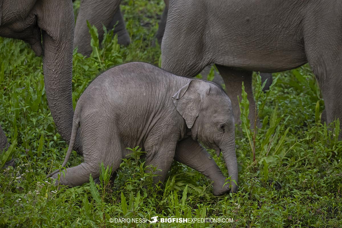 Baby Asiatic elephant in Kaziranga. Tiger Photography Tour.