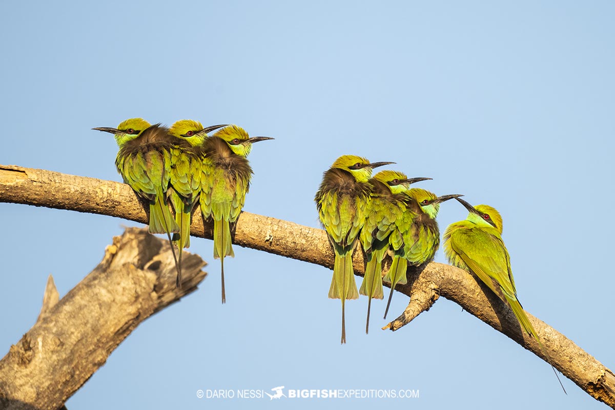 Bird watching and rhino photography tour in Kaziranga National Park, India.