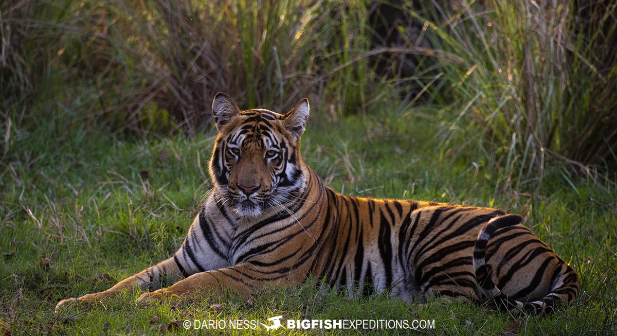 Bengal Tiger photography tour.