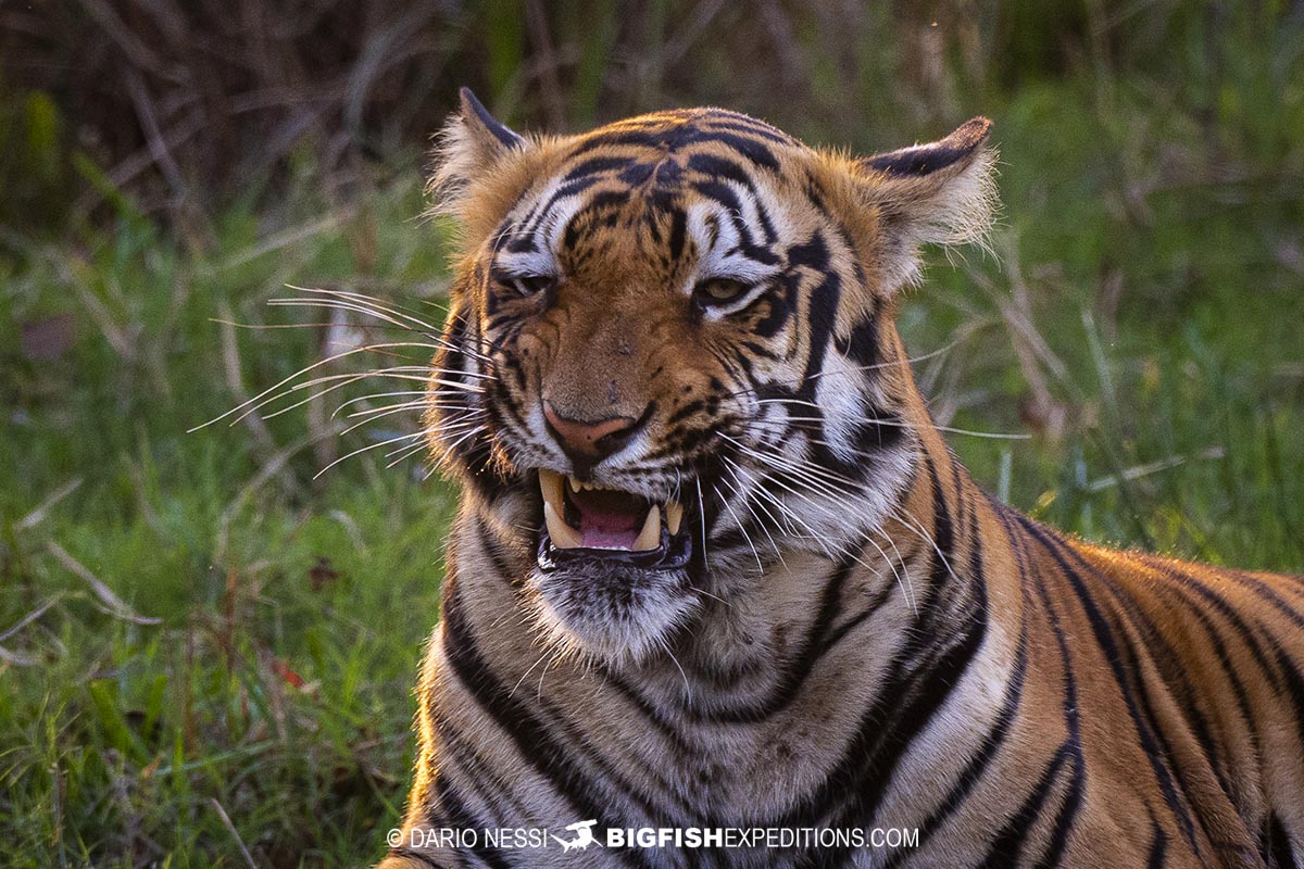 Bengal Tiger photography tour.