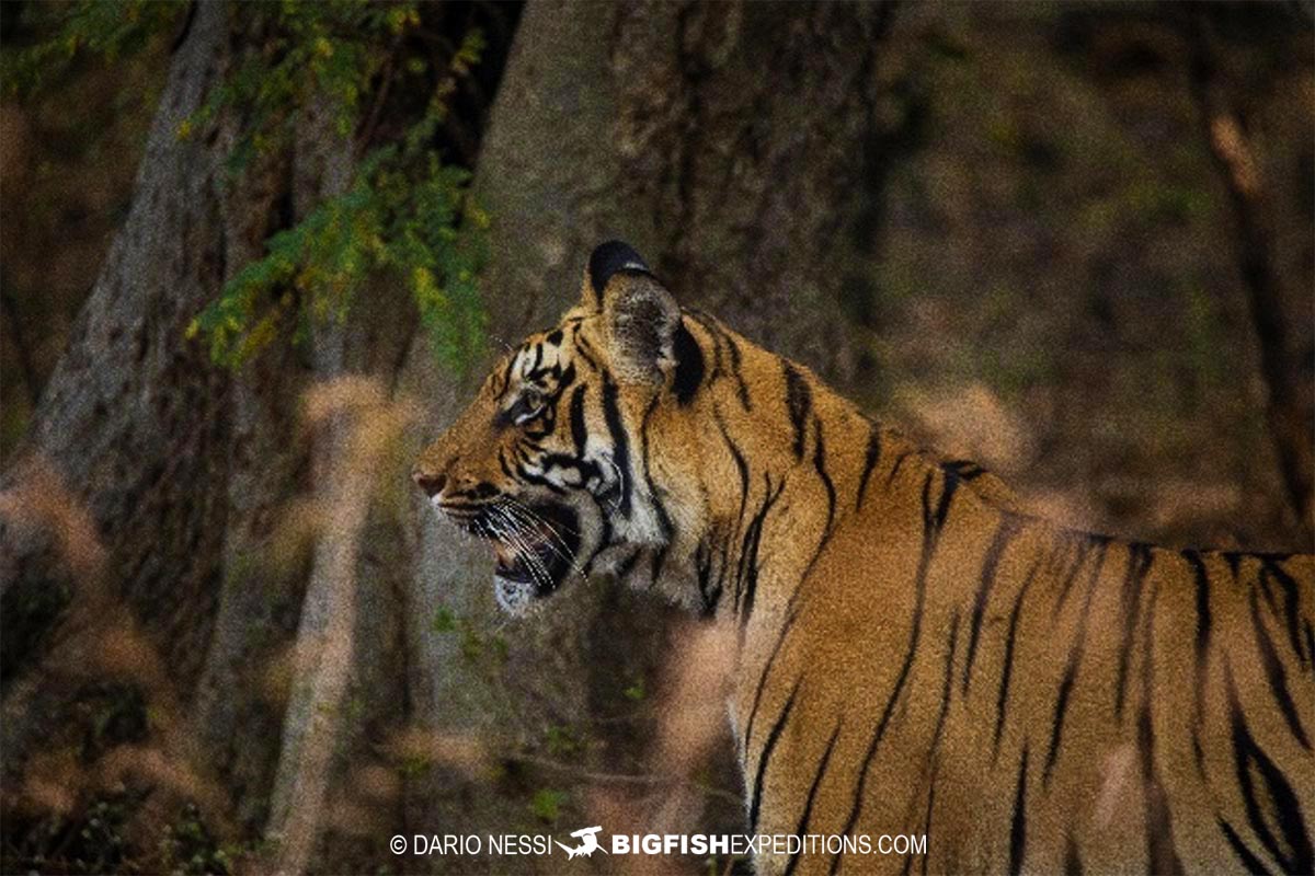 Bengal Tiger photography tour.