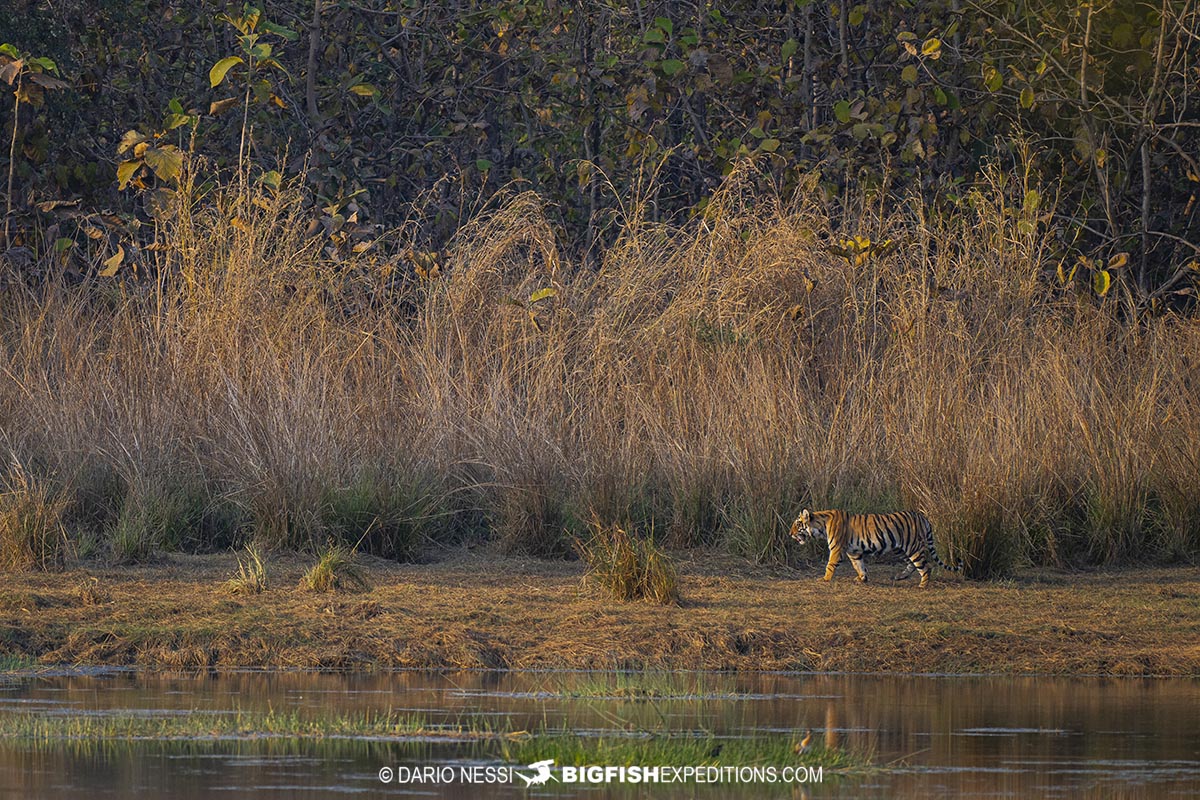 Bengal Tiger photography tour.