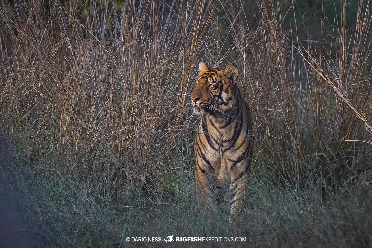 Bengal tiger in Tadoba National Park.