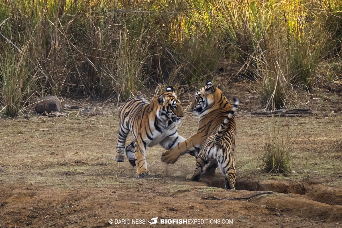 Tiger cubs playing in Tadoba National Park in India.